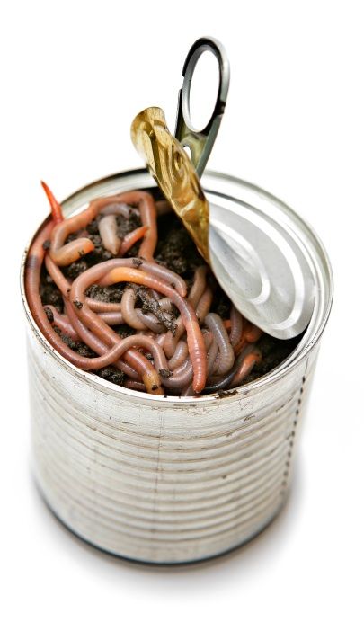 A can partially opened with a metal lid revealing live worms inside, resting on soil.
